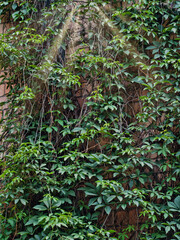 Green climbing plants on a brick wall. Summer day