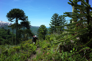 Man hiking Villarrica Traverse trail through Araucaria araucana forest (Monkey puzzle tree) on mountainside, Villarrica National Park, outdoor activity in Chile, Ecotourism in South America - obrazy, fototapety, plakaty