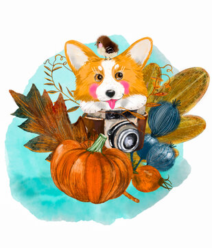 corgi dog and photographer's decor
