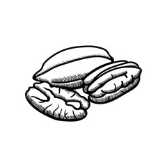 Pecan illustration engraving doodle. Pecan in shell icon