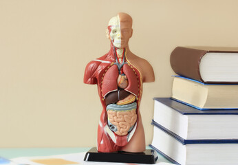 Anatomical model of the human body on the table in the office - obrazy, fototapety, plakaty