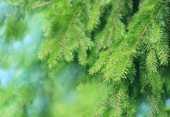Fototapeta premium coniferous tree branch in the forest