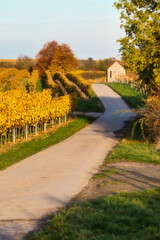 Walking path with a small building in vineyard in Alzey, Germany on a sunny fall day.