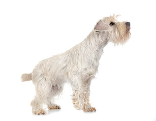 miniature white schnauzer in studio