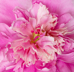 Beautiful pink peony flower close up
