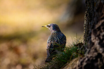 starling