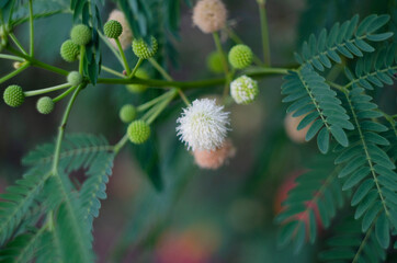 The flower of shy plant or mimosa pudica