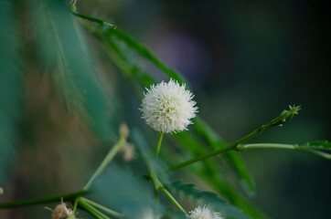 The flower of shy plant or mimosa pudica