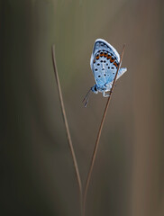 Butterflies Of The Central Part Of Russia. Morning awakening