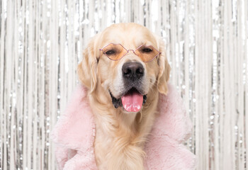A dog in a glamorous pink fur coat and sunglasses sits on a shiny background. Funny portrait of a dog. Fashionable golden retriever.
