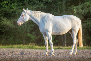 Obraz na płótnie Canvas White horse, silhouette against a forest background