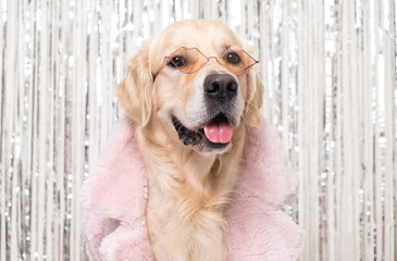 A dog in a glamorous pink fur coat and sunglasses sits on a shiny background. Funny portrait of a dog. Fashionable golden retriever.