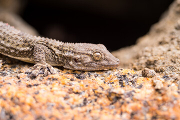 Close up and soft focus of Gecko