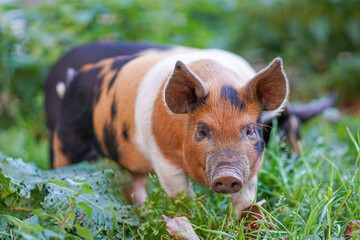 Young colourful pigling on a green grass.