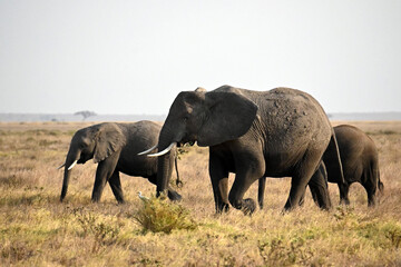 elephant in Tanzania national park