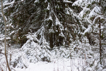 Coniferous forest after the first snowfall.