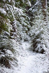 Fototapeta na wymiar Coniferous forest after the first snowfall.