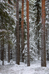 Coniferous forest after the first snowfall.