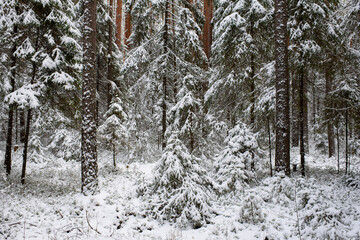 Fototapeta premium Coniferous forest after the first snowfall.