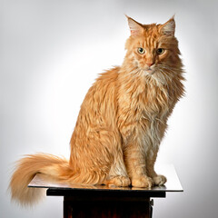 Red cat mei kun portrait