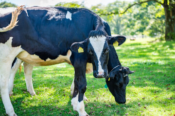 長野県戸隠牧場の放牧された乳牛