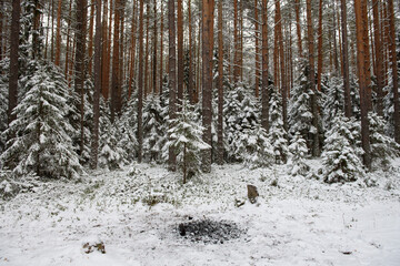 Bonfire and traces of human presence in the forest.