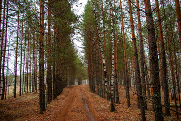 Forest road path, covered with fallen  leaves and brown needles from coniferous trees after leaffall, in cloudy weather.