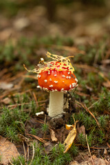 Blurred image of a beautiful fly agaric with a leaf on a hat against a background of an autumn forest.