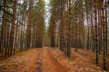 Forest road path, covered with fallen  leaves and brown needles from coniferous trees after leaffall, in cloudy weather.