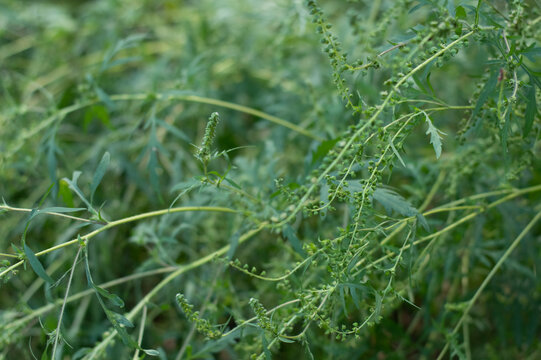 Blurred image of many allergic ragweed plants.
