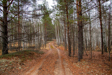 Forest road path, covered with fallen  leaves and brown needles from coniferous trees after leaffall, in cloudy weather.