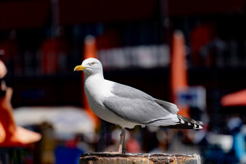 Möwe vor hintergrund