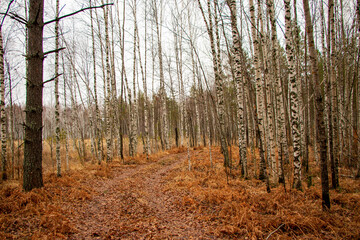 Forest road path, covered with fallen  leaves and brown needles from coniferous trees after leaffall, in cloudy weather.