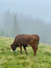 A cow with a bell around her neck grazes in a misty Carpathian forest in a meadow