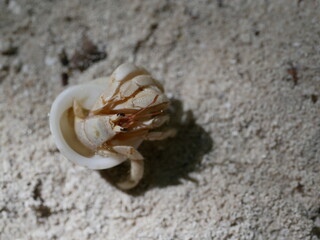 A small hermit crab on the white sand of the Maldives beach. The life of crustaceans in natural conditions.