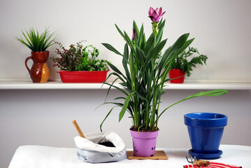Indoor turmeric. The flower is ready to be transplanted into a new blue flowerpot. Against the background of other indoor plants