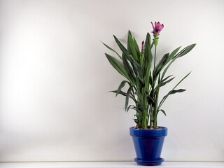 Blooming lilac flowers indoor turmeric in a blue flower pot on a white background. Copy space