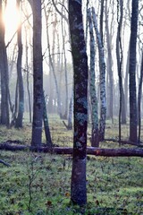 Forest 
Parc naturel de la Brière