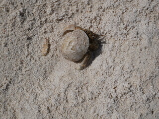 A small hermit crab on the white sand of the Maldives beach. The life of crustaceans in natural conditions.