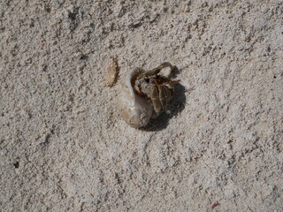 A small hermit crab on the white sand of the Maldives beach. The life of crustaceans in natural conditions.