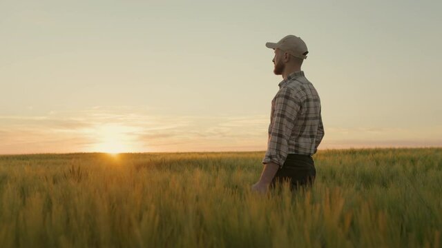 A farmer is walking through a wheat field at sunset. He is running his hand over the spikelets. He is looking at the beautiful sunset. 4K