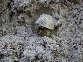 A small hermit crab on the white sand of the Maldives beach. The life of crustaceans in natural conditions.
