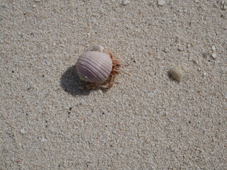 A small hermit crab on the white sand of the Maldives beach. The life of crustaceans in natural conditions.