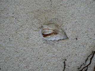 A small hermit crab on the white sand of the Maldives beach. The life of crustaceans in natural conditions.