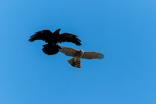 Sparrowhawk (Accipiter nisus) a bird of prey raptor in flight attacking a jackdaw crow (Corvus monedula) with a blue sky, stock photo image
