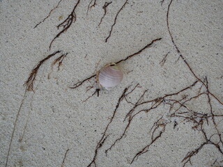 A small hermit crab on the white sand of the Maldives beach. The life of crustaceans in natural conditions.