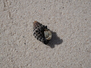 A small hermit crab on the white sand of the Maldives beach. The life of crustaceans in natural conditions.