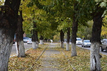 An alley with trees and girl in white