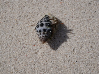 A small hermit crab on the white sand of the Maldives beach. The life of crustaceans in natural conditions.