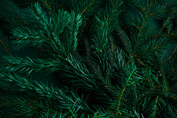 Fototapeta na wymiar Christmas green background. Pine branches, needles and Christmas trees. View from above. Christmas nature background. December mood concept. Copy space.